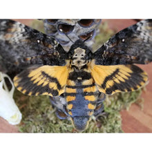 Load image into Gallery viewer, Acherontia Atropos Death Head Moth in A Dome