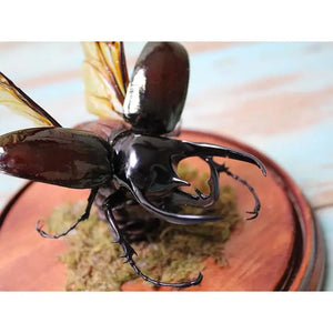 Giant Three Horned Rhino Beetle in a Dome