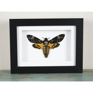 Death Head Moth Framed {ARRIVING MARCH}