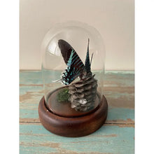 Load image into Gallery viewer, Peacock Moth, Urania Leilus, in A Glass Dome