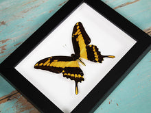 Load image into Gallery viewer, King Swallowtail in A Frame