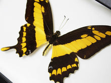 Load image into Gallery viewer, King Swallowtail in A Frame