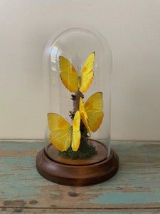 Triple Yellowish Butterflies, Phobeus pilea, in a Dome