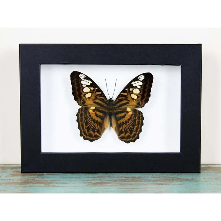 Clipper Butterfly in A Frame