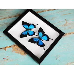 Double Papilio Ulysses Butterflies in A Frame