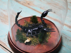 Rain Forest Scorpion in a Dome