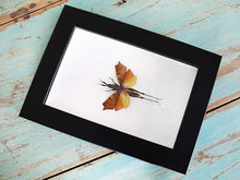 Load image into Gallery viewer, Leaf Mimic Grasshopper in a Frame