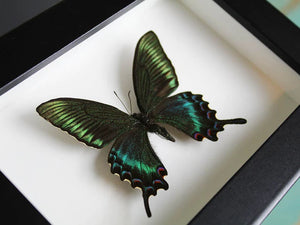 Maackii butterfly in a frame (Spring Species)