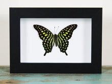 Load image into Gallery viewer, Tailed jay butterfly in a Frame