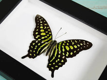 Load image into Gallery viewer, Tailed jay butterfly in a Frame