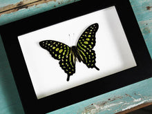 Load image into Gallery viewer, Tailed jay butterfly in a Frame