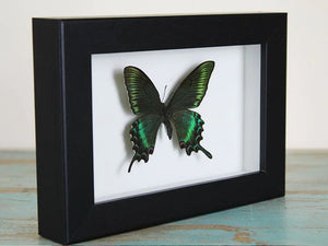 Maackii butterfly in a frame (Spring Species)