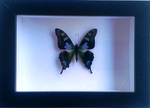 Graphium weiskii in a Black Frame