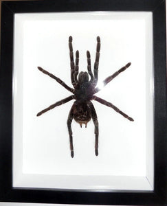 White Striped Tarantula Framed - Acanthoscurria juruenicola