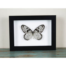 Load image into Gallery viewer, Idea Leuconoe Wood Nymph Butterfly in a Black Frame