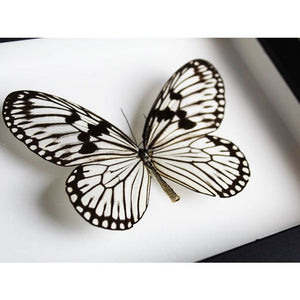 Idea Leuconoe Wood Nymph Butterfly in a Black Frame