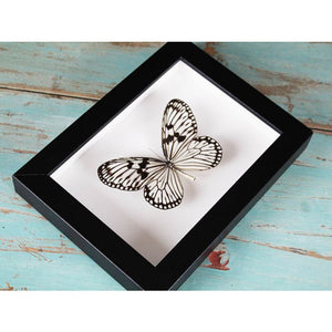 Idea Leuconoe Wood Nymph Butterfly in a Black Frame