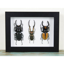 Load image into Gallery viewer, Triplet of Stag Beetles