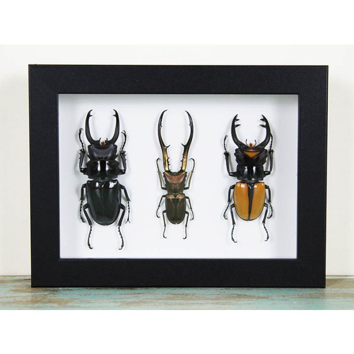 Triplet of Stag Beetles