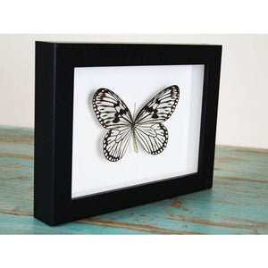 Idea Leuconoe Wood Nymph Butterfly in a Black Frame