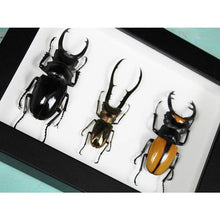 Load image into Gallery viewer, Triplet of Stag Beetles