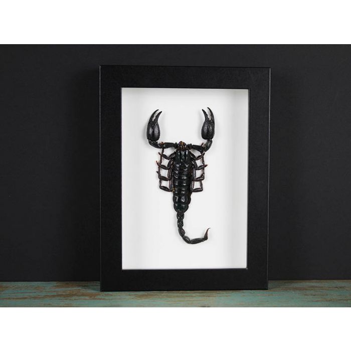 Heterometreus Spinifer in a Frame {ARRIVING MARCH}