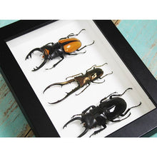 Load image into Gallery viewer, Triplet of Stag Beetles