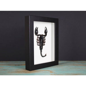 Heterometreus Spinifer in a Frame {ARRIVING MARCH}