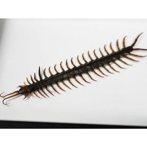 Scolopendra spp. Centipede in a Frame