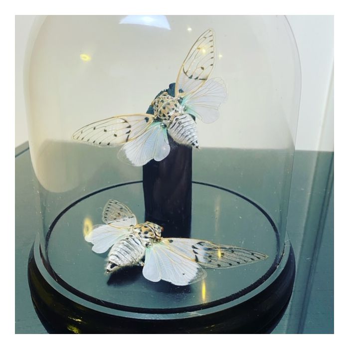 Papilio blumei in a store Decorative Dome