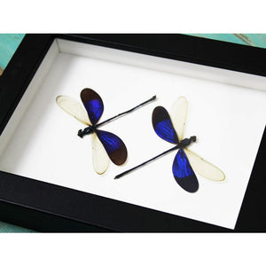 Damselflies in a Frame