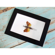 Load image into Gallery viewer, Leaf Mimic Grasshopper in a Frame