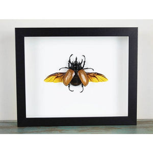 Eupatorus Gracilicornis in a Frame