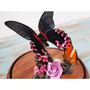 Papilio Rumanzovia in a Decorative Dome