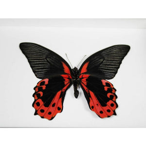 Scarlet Mormon in a Frame