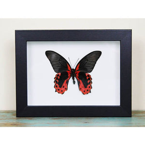 Scarlet Mormon in a Frame