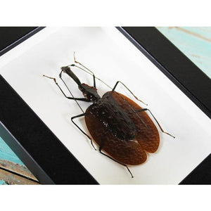 Mormolyce Tridens Violin Beetle in a Frame