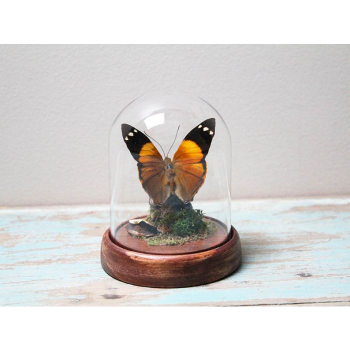 Papilio online ulysses in a Decorative Dome - Dunk Island Butterfly