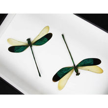 Load image into Gallery viewer, Damselfly Duo in a Black Frame