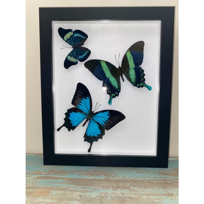 Swallowtail Swirl in a Frame