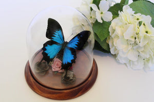 Papilio Ulysses in a Decorative Dome - Dunk Island Butterfly